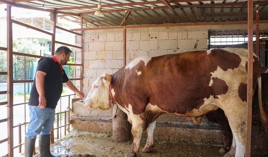 Hatay'da 1 ton 130 kilogramlık 'Emir' adlı dana alıcısını bekliyor