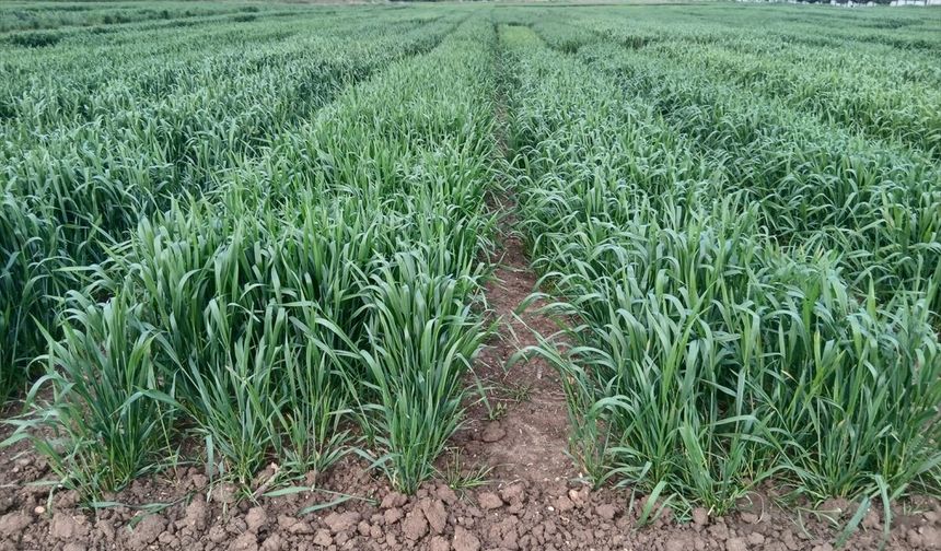 Kuraklığa karşı erken ekim çözümü öne çıkıyor