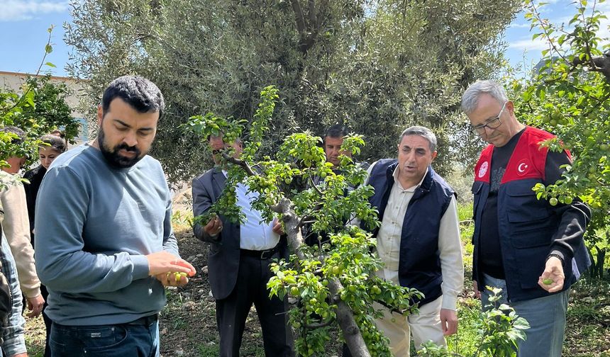 Silifke'de sağanak ve doludan etkilenen tarım alanlarında hasar tespiti yapılıyor