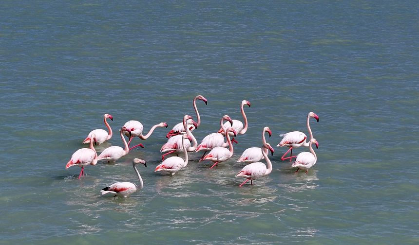 Son yağışlarla su tutan Seyfe Gölü'nde kuşlar yeniden konaklamaya başladı