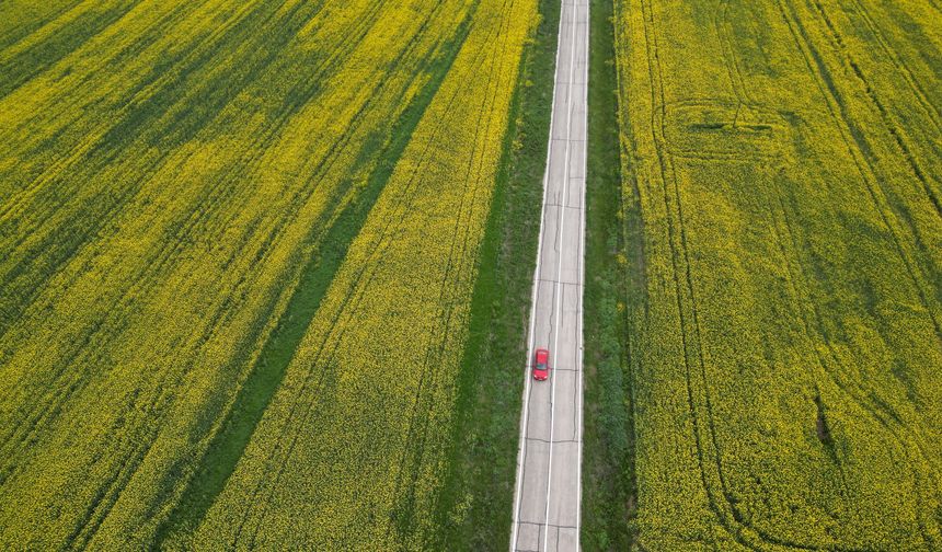 Tekirdağ'da kanola tarlaları sürücülere görsel şölen sunuyor