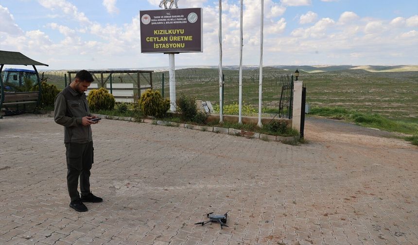 Urfa ceylanlarının envanteri yapay zeka desteğiyle çıkarılıyor
