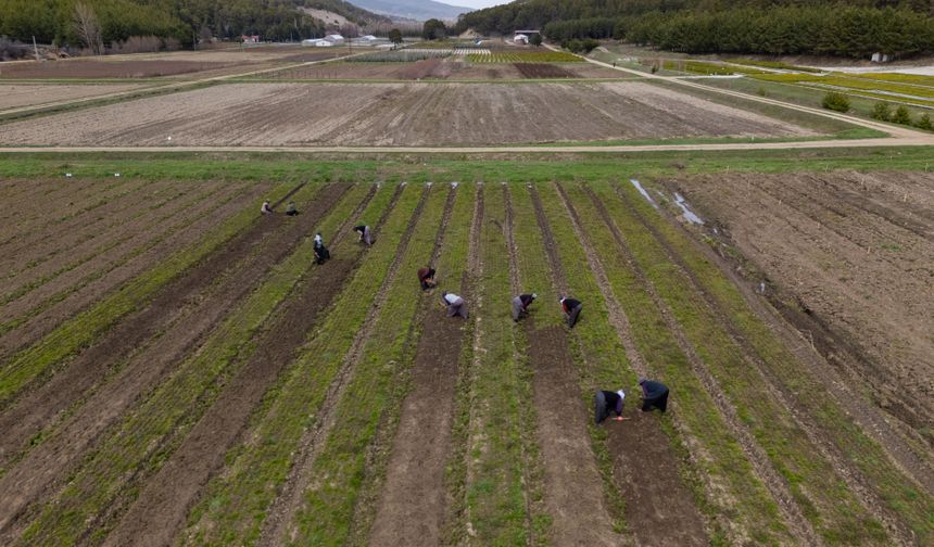 Yozgat'ta fidanlar kadınların elinde yeşeriyor