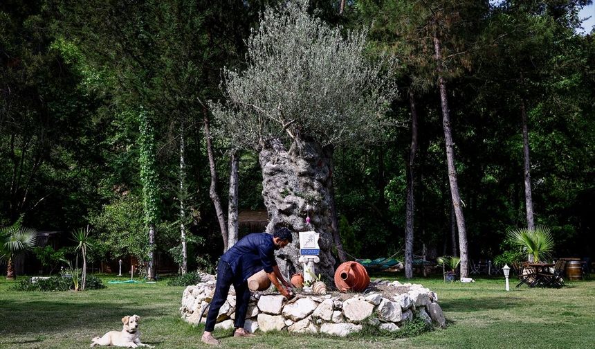 Balıkesir ve Çanakkale'den Antalya'ya taşınan yüzlerce yıllık zeytin ağaçları yeniden filizlendi