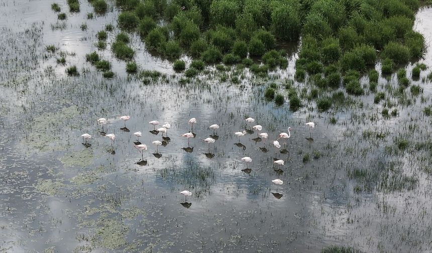 Flamingolar Akkaya Barajı'na gelmeye başladı