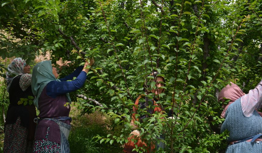 Gülnar'da tescilli Gezende eriğinde hasat dönemi başladı