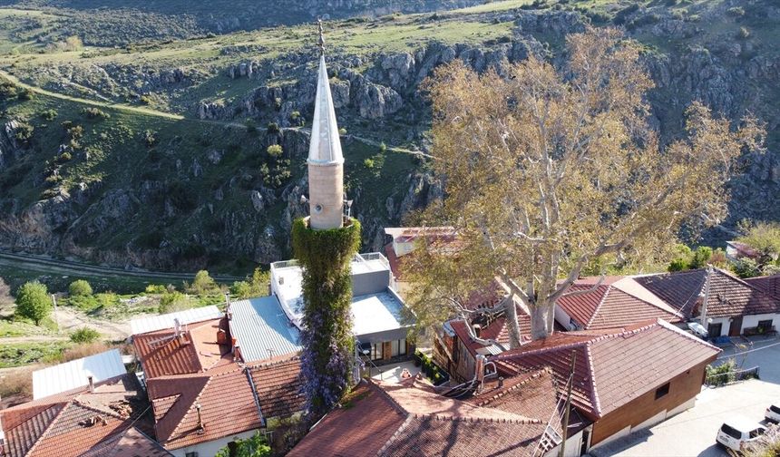 Isparta'da sarmaşıklı minare görenlerin dikkatini çekiyor