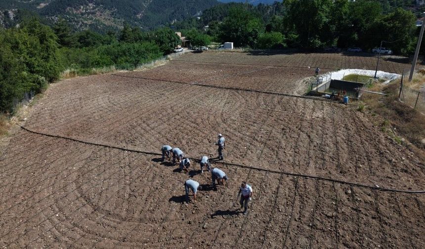 Antalya'da Çandır fasulyesi tohumları toprakla buluştu