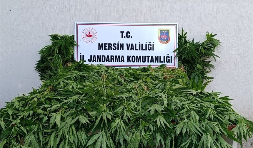 Bozyazı ilçesinde 402 kök kenevir ele geçirildi