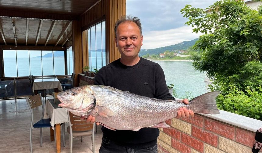 Sinop'ta Karadeniz'de nadir görülen beyaz kötek balığı avlandı