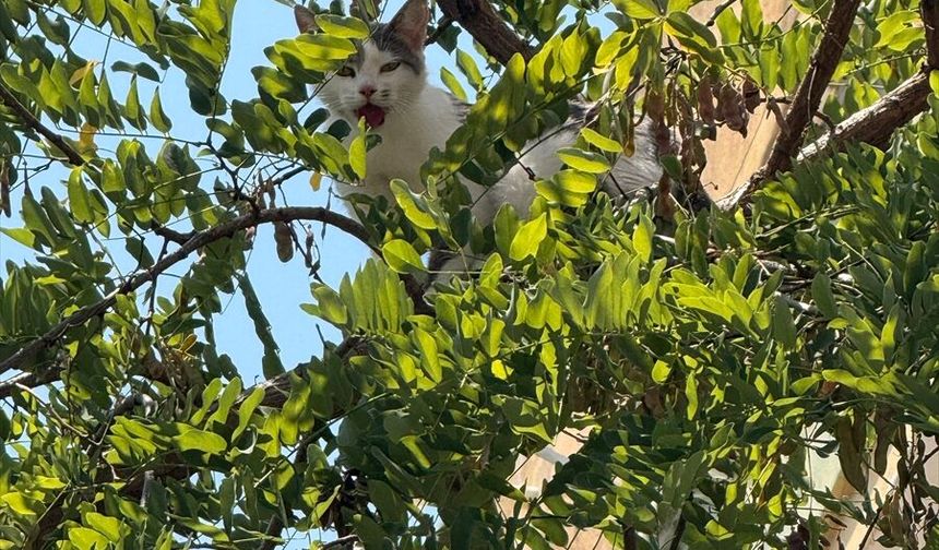 Alanya'da ağaçta mahsur kalan kediyi belediye ekipleri kurtardı