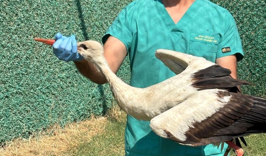 Hatay'da yaralı ve bitkin bulunan 18 kuş tedavilerinin ardından doğaya salındı