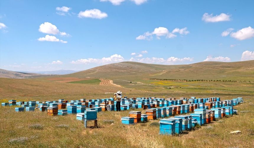 Malatya'nın 'keven balı'nda bu yıl 65 ton rekolte bekleniyor