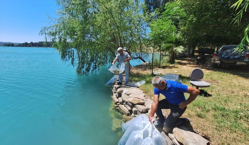 Manavgat'ta iç sulara 400 bin sazan yavrusu salındı