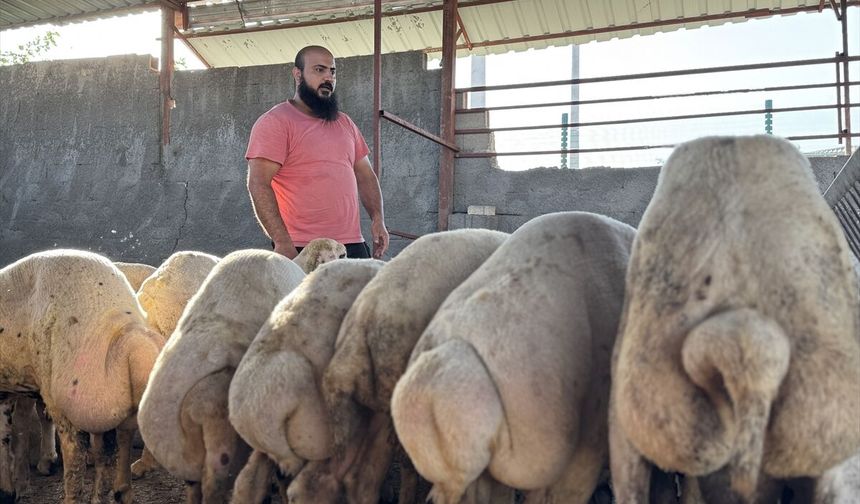 Osmaniye'de sağanakta su basan ahırdan koyunlarını çıkaran besici yaşadıklarını anlattı