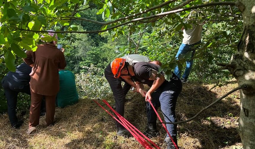 Trabzon'da yamaçtan yuvarlanan inek kurtarıldı