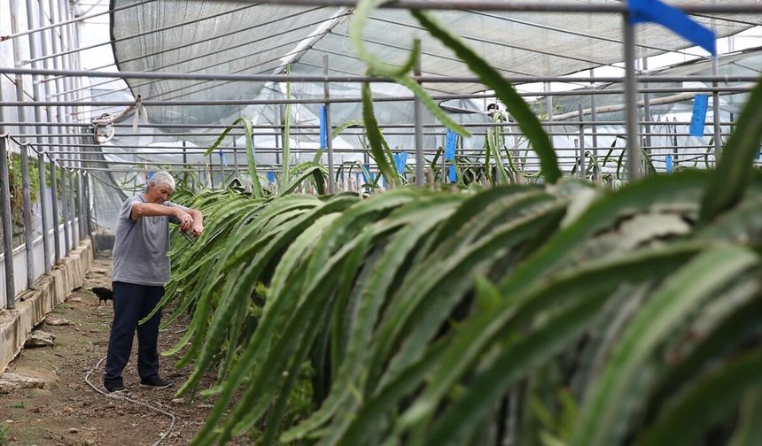 Antalya'da tropikal meyve üreticileri seralarda yüksek sıcakta mesai yapıyor