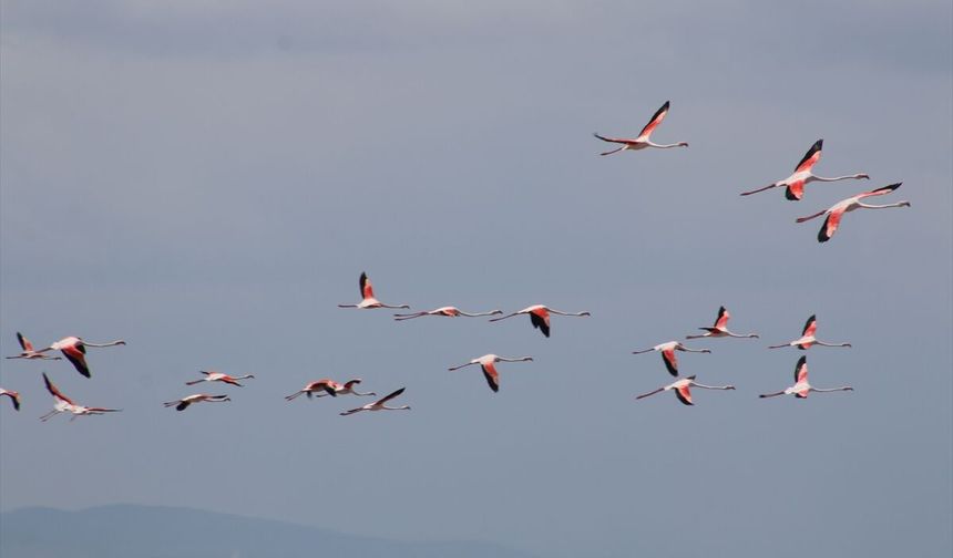 Tuz Gölü'nde flamingolar yavrularını 'kreş sistemi' ile büyütüyor