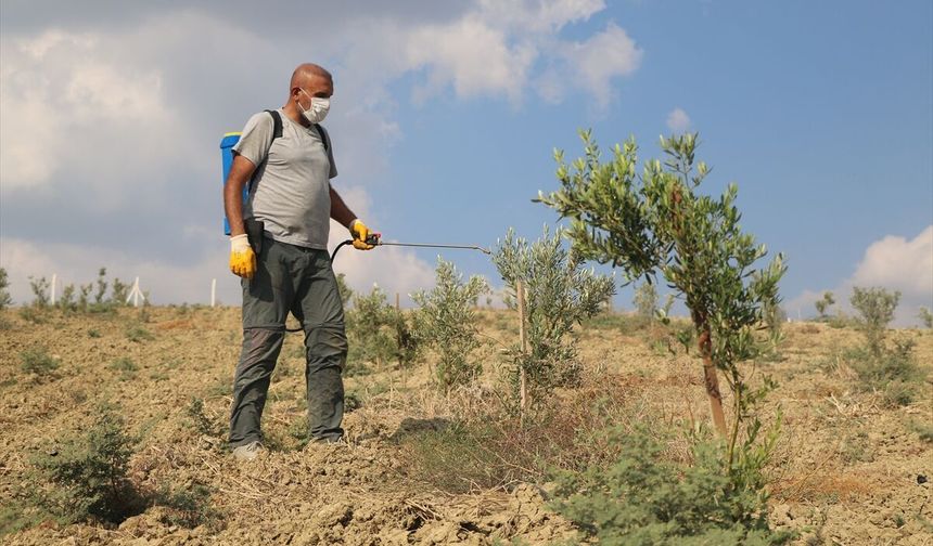 Adanalı gazinin tarıma merakı 950 ağaçlık zeytin bahçesine dönüştü