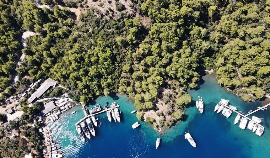 Bedri Rahmi'nin çizdiği balık figürü, Muğla'da ismini taşıyan koyun simgesi oldu