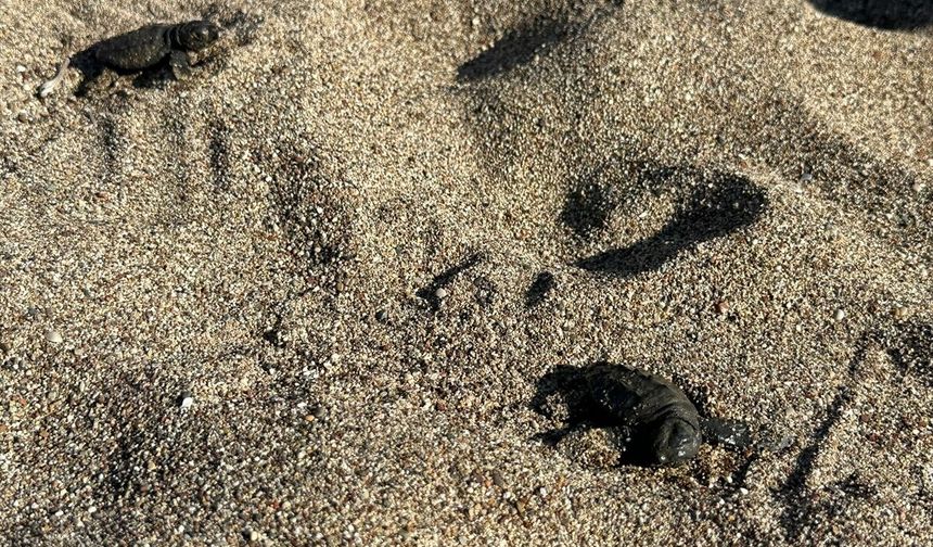 Çıralı Sahili'nde 117 yuvadan çıkan 3 bin 500 caretta caretta yavrusu denizle buluştu