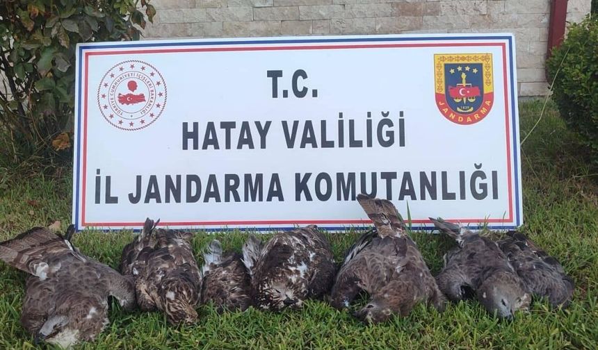 Hatay'da arı şahini avlayan kişiye 1 milyon 330 bin lira ceza uygulandı