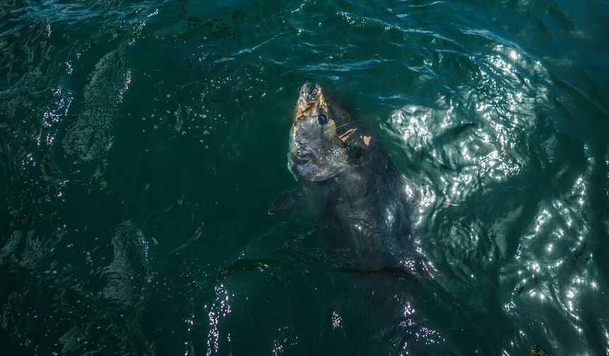 Marmara Denizi'ndeki orkinoslar için 'yeni gelmediler, geri geldiler' değerlendirmesi