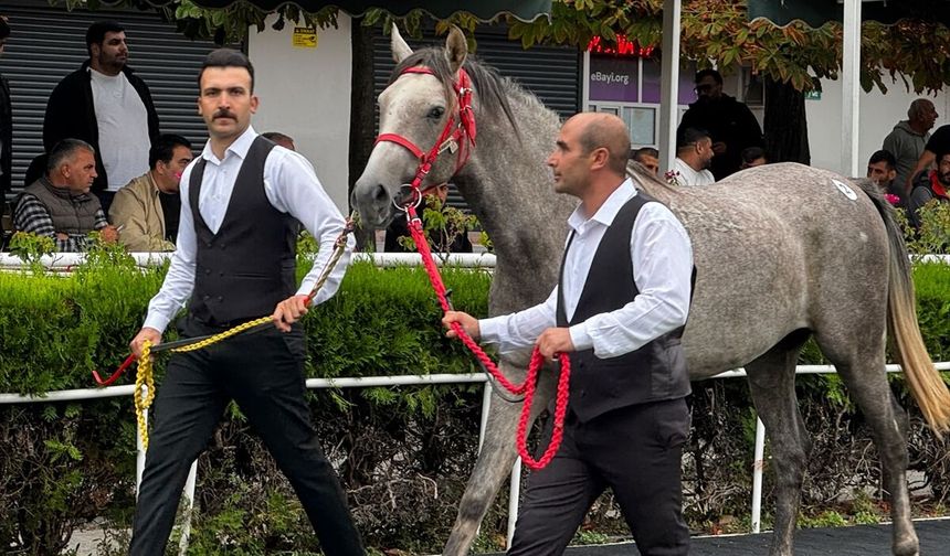 Sultansuyu'nun elit Arap taylarından 12'si açık artırmada satıldı