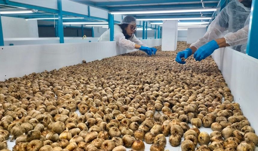 Topraksız tarımla safran yetiştiren mali müşavir şimdi üreticilere danışmanlık hizmeti veriyor