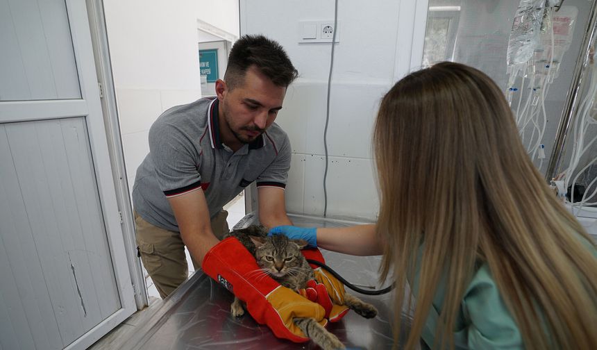 Sahipsiz Hayvanları Koruma Birliği’nden 5 Binin Üzerinde Can Dostuna Güvenli Yaşam Alanı